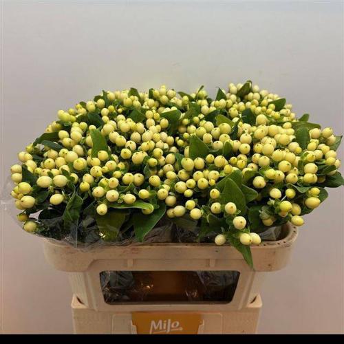 Hypericum x inodorum Magical Royal Cream