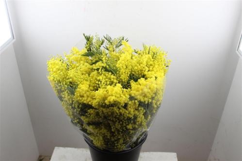 Acacia baileyana bloeiend per bos 'Purpurea'Dealbata Grp