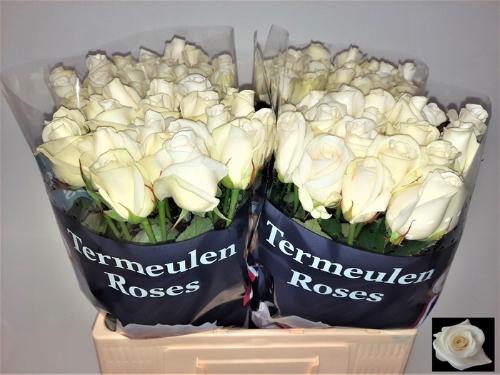 Rosa grootbloemig Akito