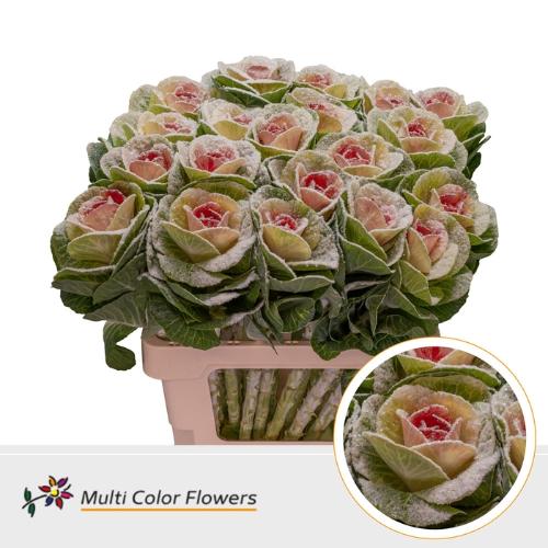 Brassica oleracea kleurbehandeld H%