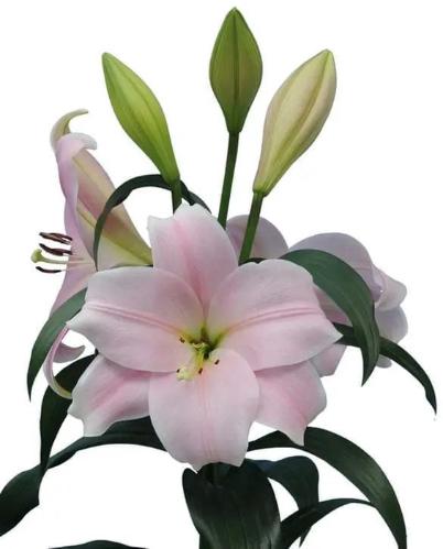 Lilium (LO-hybrids Grp) 'Cali'