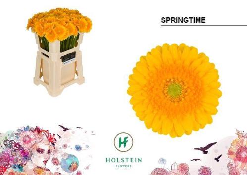 Gerbera mini Springtime