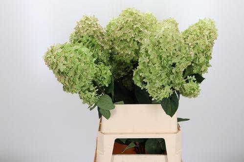 Hydrangea paniculata Magical Candle (classic)