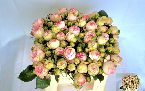 Rosa tros Bridal Piano