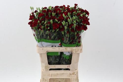 Dianthus tros 'Chateau'