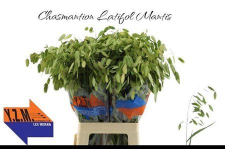 Chasmanthium latifolium 'Mantis'