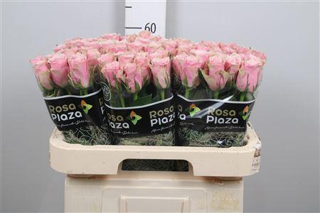 Rosa grootbloemig Athena Royale