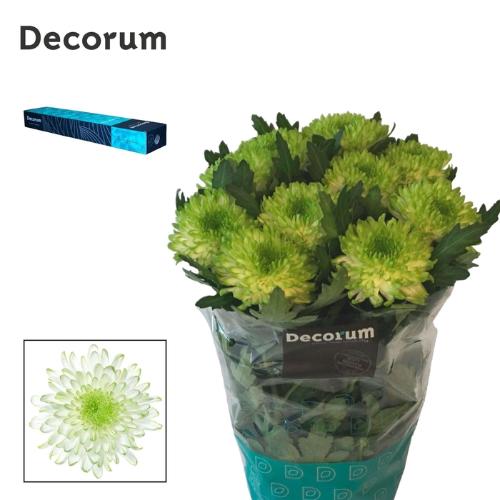 Chrysanthemum Indicum Grp geplozen kas 'Zembla Lime'