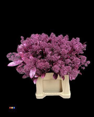 Skimmia per bos overig kleurbehandeld H%