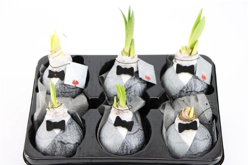 Hippeastrum bol gewaxt H%