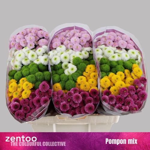 Chrysanthemum Indicum Grp tros santini pompon gemengd in bos