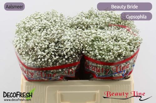 Gypsophila paniculata Beauty Bride