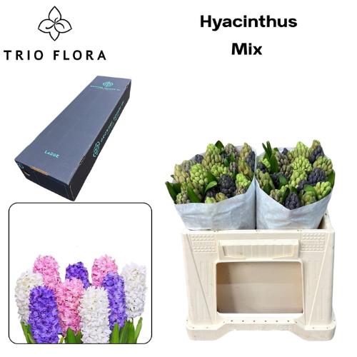 Hyacinthus orientalis gemengd 5 kleuren