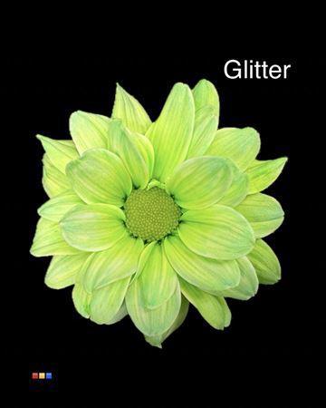 Chrysanthemum Indicum Grp tros kas kleurbehandeld H%