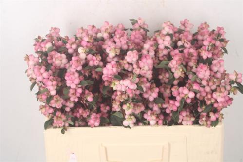 Symphoricarpos (Pink Berry Grp) Magical Pink Falls