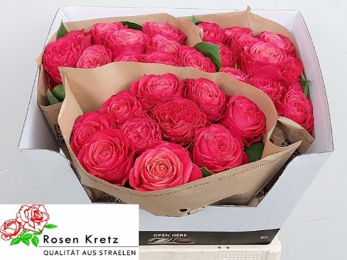Rosa grootbloemig Windsor Charme+