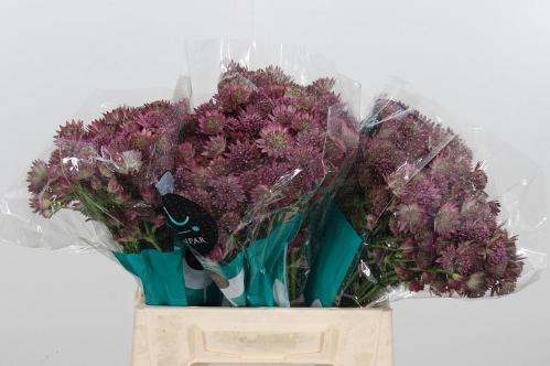 Astrantia major 'Roma'