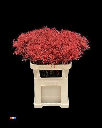 Gypsophila overig kleurbehandeld H%
