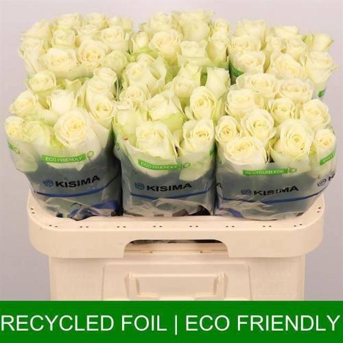 Rosa grootbloemig Snowstorm+