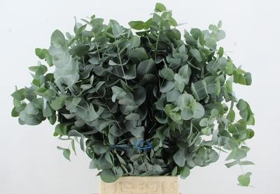 Eucalyptus per bos gunnii