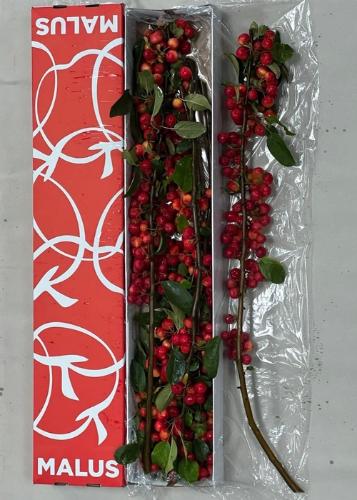 Siervruchten per tak Malus 'Red Sentinel'