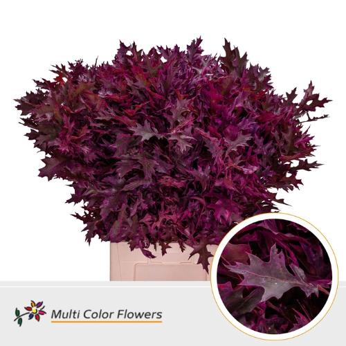 Quercus palustris kleurbehandeld H%