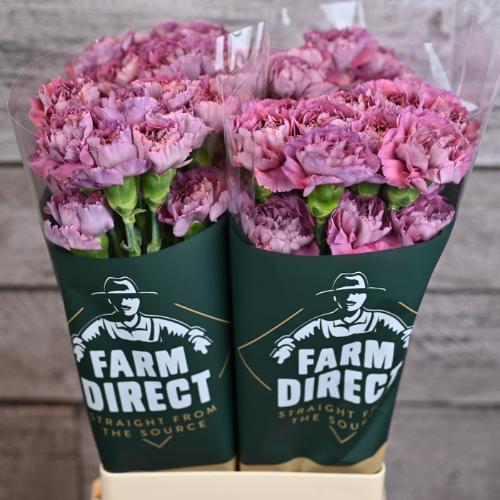 Dianthus standaard overig