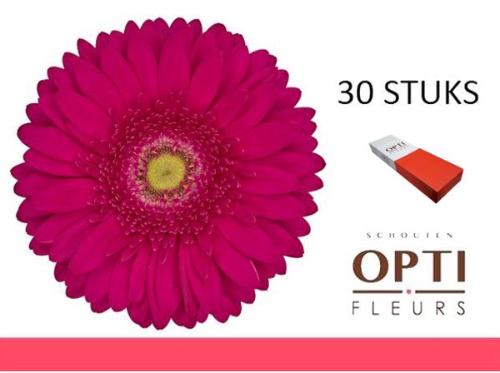 Gerbera grootbloemig 'Riley'