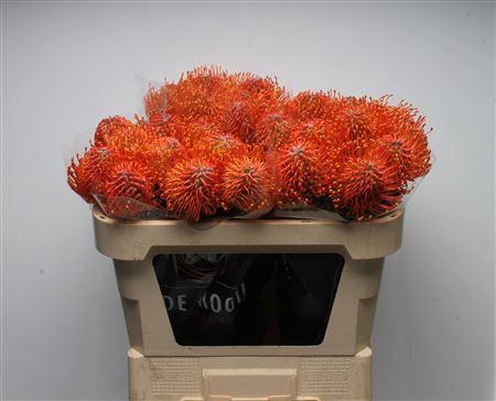 Leucospermum Ayoba Mandarin Zest