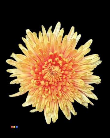 Chrysanthemum (Indicum Grp) geplozen Topspin kleurbehandeld H%