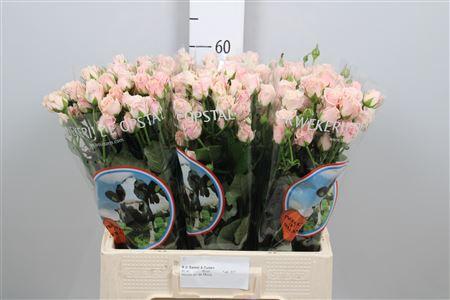 Rosa tros Sweet 4 Tune+