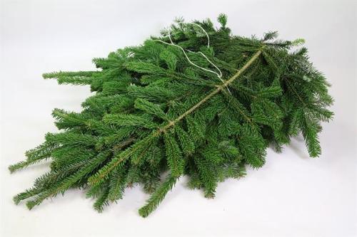 Abies nordmanniana per bos