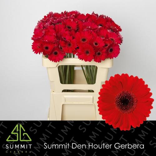 Gerbera mini Suri