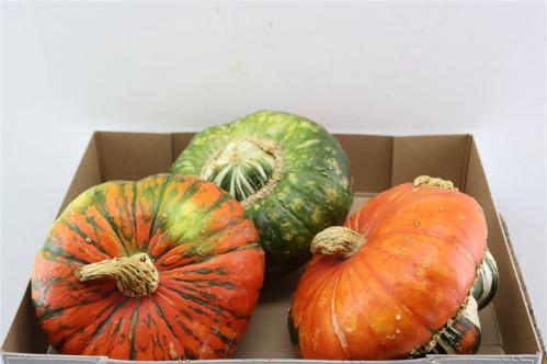 Siervruchten per stuk Cucurbita maxima Turk's Turban Mix