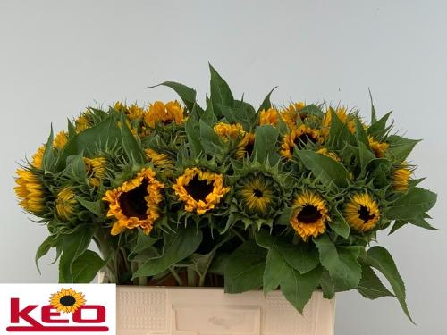 Helianthus annuus 'Sunrich Orange'