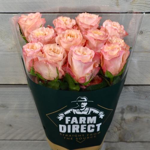 Rosa grootbloemig overig