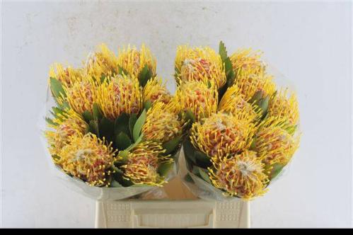 Leucospermum nutans 'Veldfire'