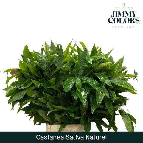 Castanea sativa kleurbehandeld H%