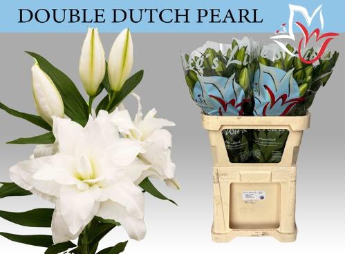 Lilium (Oriental Grp) dubbel 'Double Dutch Pearl'