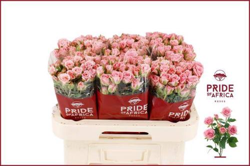 Rosa tros Odilia