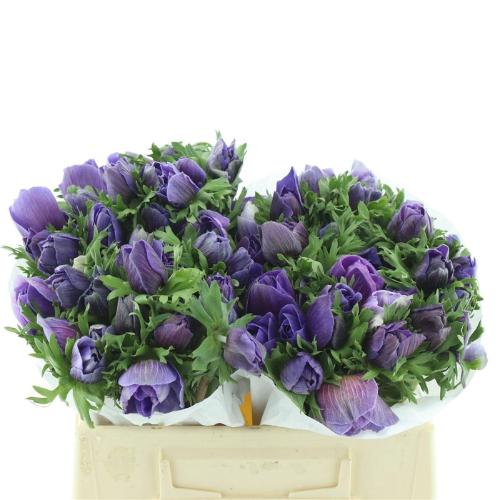 Anemone coronaria 'Mistral Plus Dark Blue'