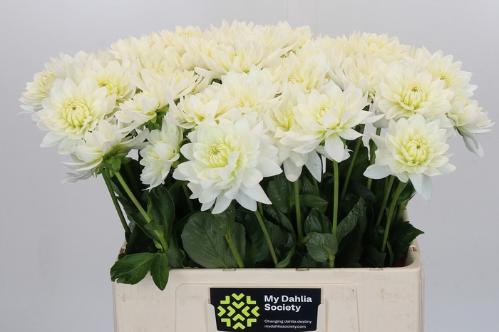 Dahlia 'Karma Maarten Zwaan'