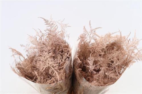 Asparagus overig kleurbehandeld H%