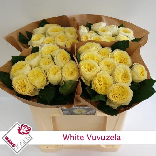 Rosa grootbloemig 'White Vuvuzela'