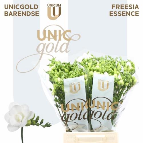 Freesia dubbel Essence