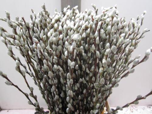Salix kleurbehandeld H%