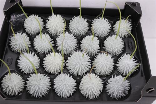 Wax appel H%