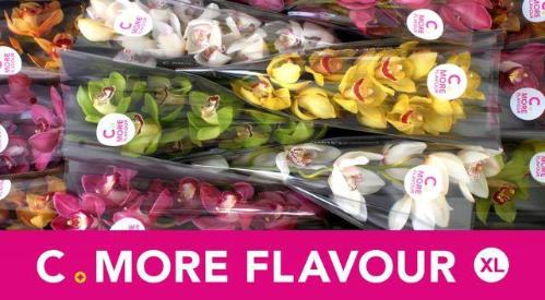 Cymbidium grootbloemig per tak gemengd