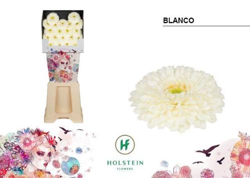 Gerbera mini bolvormig Gerponi Blanco