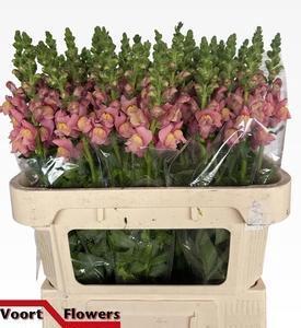 Antirrhinum majus 'Avignon Pink'